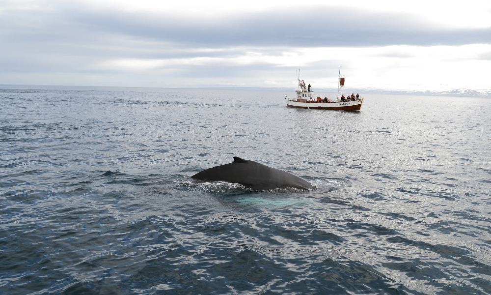 Whale, ballena