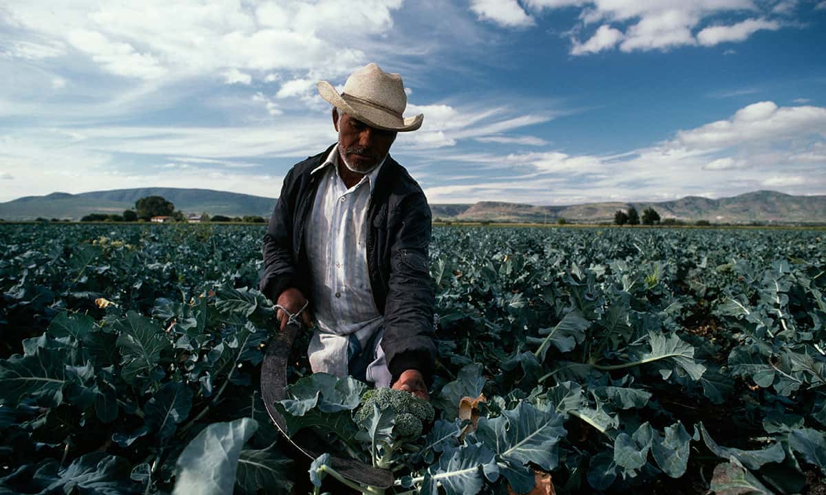 Campesino cosechando