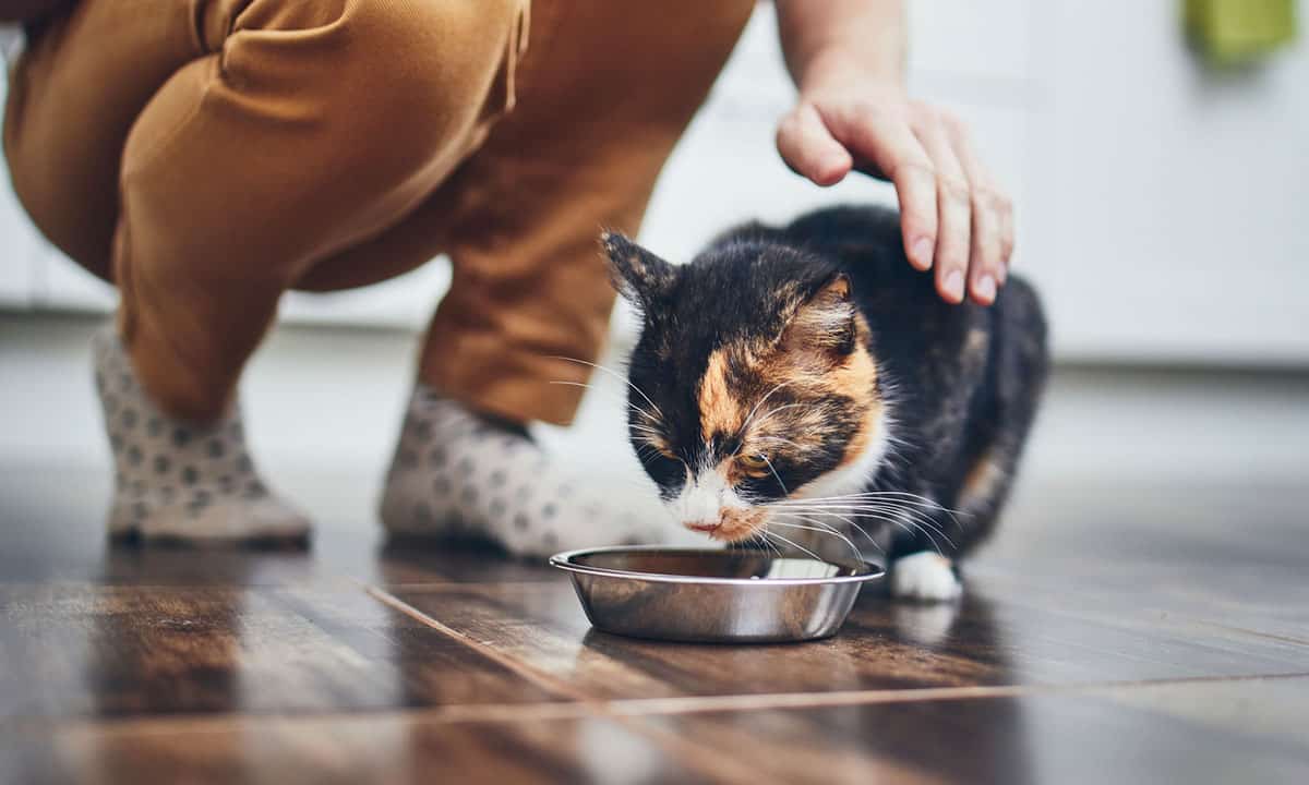 Perros y gatos veganos