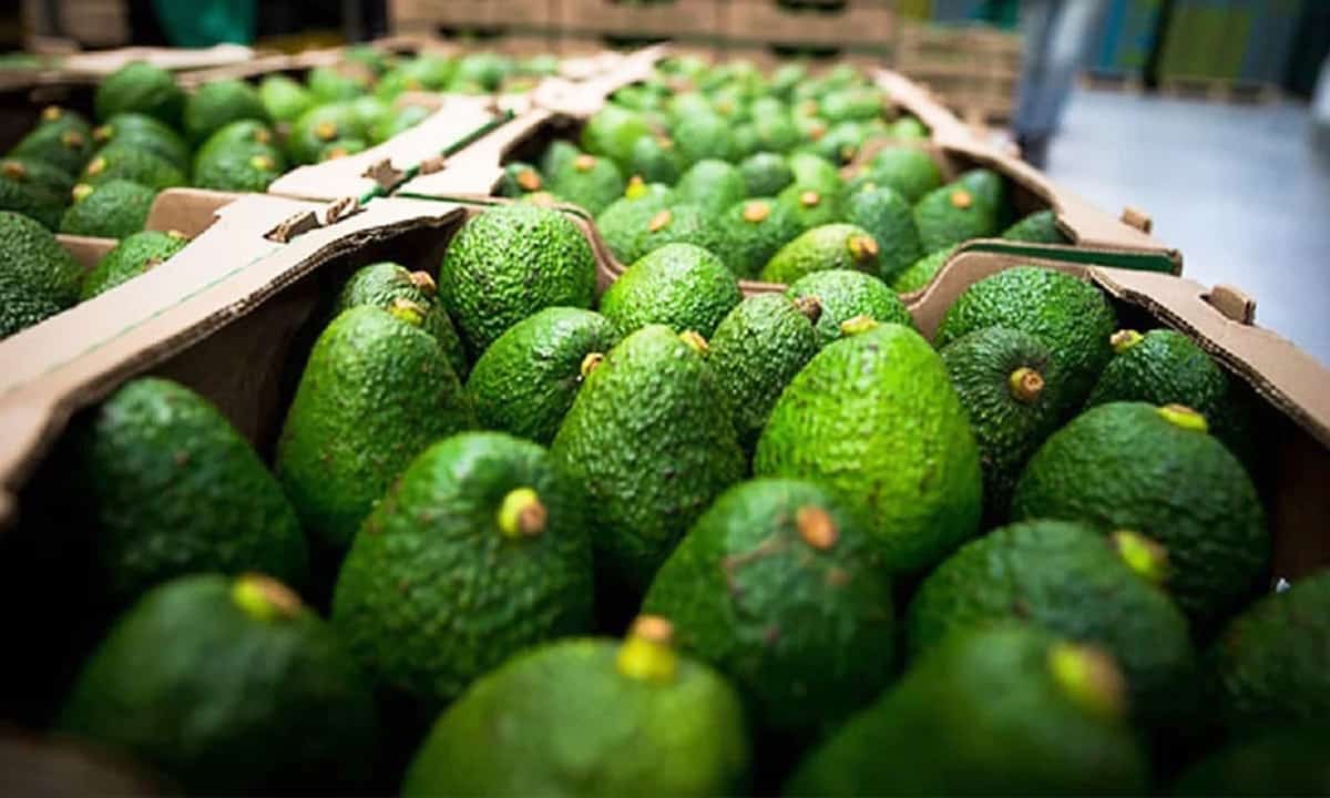 exportación de aguacates