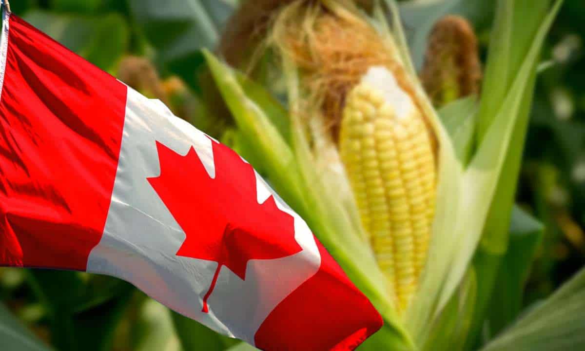 maíz transgénico consultas Canadá México